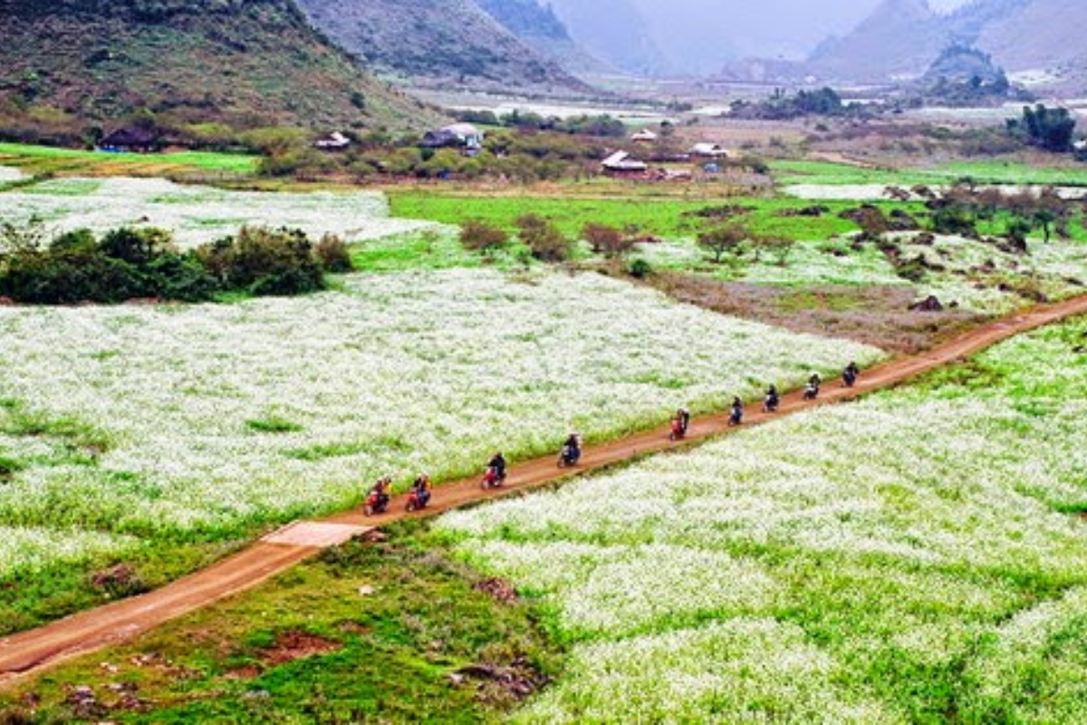 Mùa thu trên cao nguyên trắng Mộc Châu