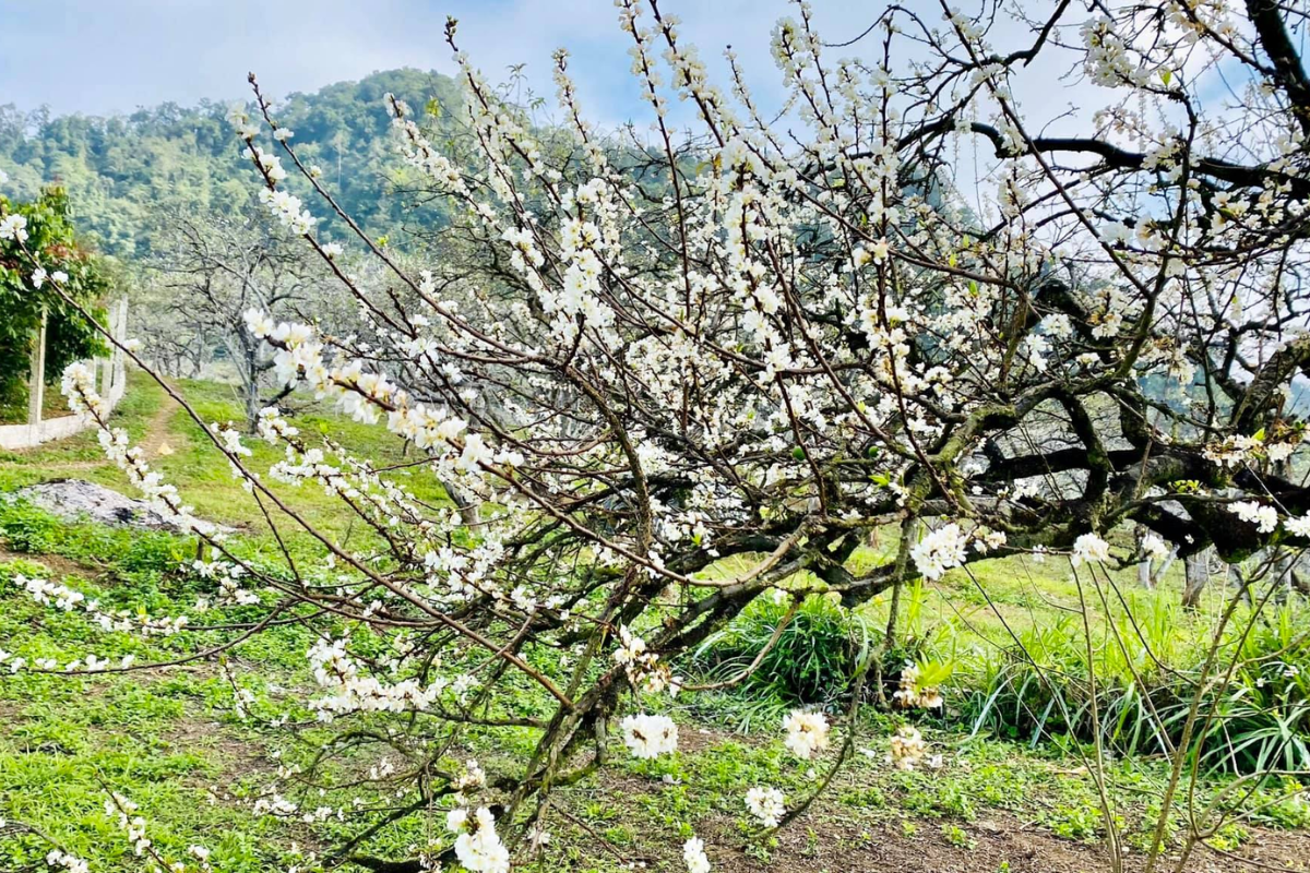 Mộc Châu mùa hoa mận nở